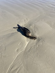 Arctocephalus