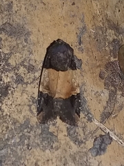 Hampsonodes naevia