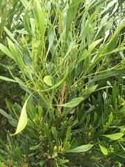 Dodonaea viscosa spatulata