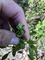 Pimelea altior