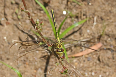 Austrogomphus guerini