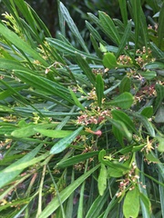 Dodonaea viscosa spatulata