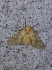 Lophocampa