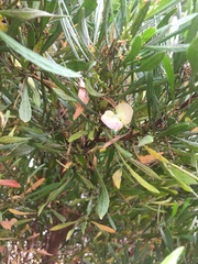 Dodonaea viscosa spatulata