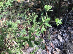 Pimelea altior
