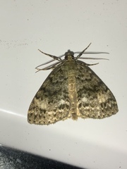 Pseudocoremia indistincta