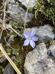 Wahlenbergia albomarginata