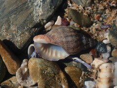 Agnewia tritoniformis