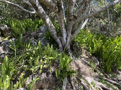 Microsorum punctatum