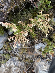 Gaultheria crassa