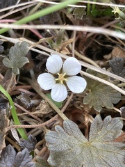 Geranium brevicaule