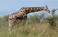 Giraffa camelopardalis