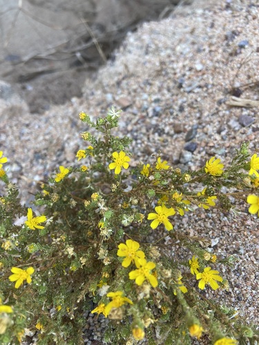 Image of Deinandra arida by (c) Emily Chebul, some rights reserved (CC BY-SA)