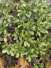 Brachyglottis elaeagnifolia