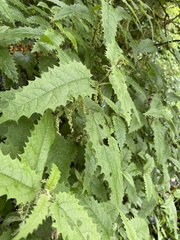 Urtica ferox