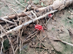 Trombidioidea
