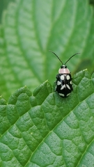 Omophoita
