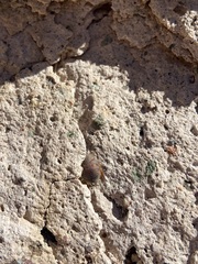 Eremoblatta subdiaphana