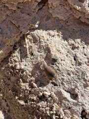 Eremoblatta subdiaphana