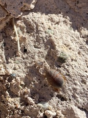 Eremoblatta subdiaphana