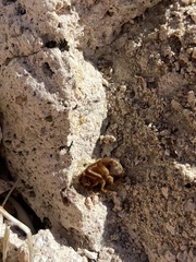 Eremoblatta subdiaphana