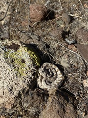 Crotalus cerastes