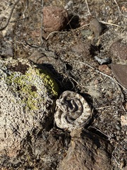 Crotalus cerastes