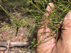 Melaleuca irbyana