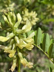 Astragalus umbraticus