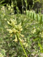 Astragalus umbraticus