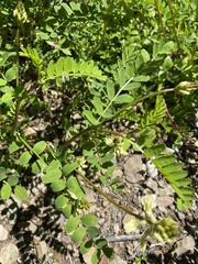 Astragalus umbraticus