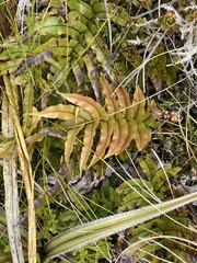Blechnum montanum