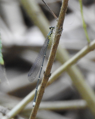 Labidiosticta vallisi