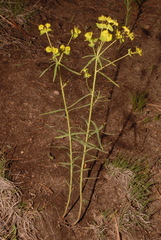 Euphorbia virgata