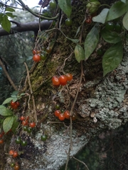 Solanum appendiculatum