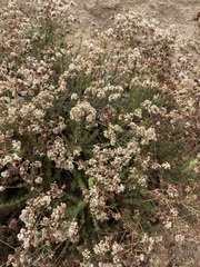 Eriogonum fasciculatum