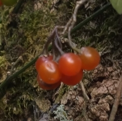 Solanum appendiculatum