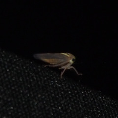 Idioscopus clypealis