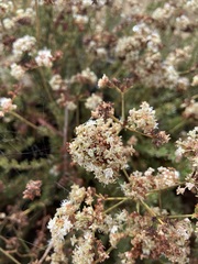 Eriogonum fasciculatum