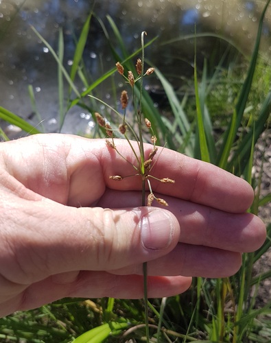 Fimbristylis dichotoma iNat (2)