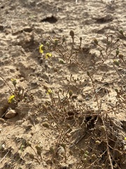 Deinandra paniculata