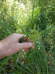 Cyperus exaltatus