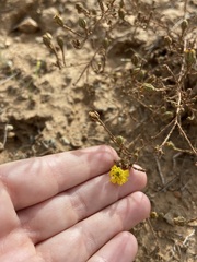 Deinandra paniculata