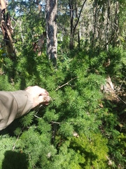 Asparagus retrofractus