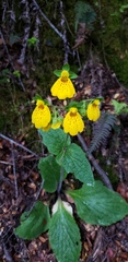 Calceolaria crenatiflora
