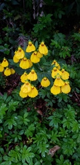 Calceolaria crenatiflora