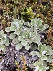 Celmisia discolor