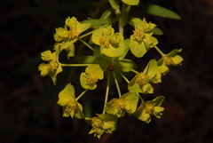 Euphorbia virgata