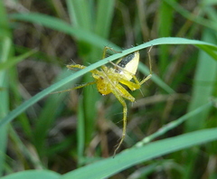 Oxyopes punctatus