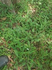 Evolvulus nuttallianus